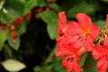 Vireya Rhododendron Royalty Free Stock Photo