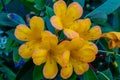 Vireya Rhododendron yellow flower, isolated Royalty Free Stock Photo