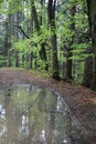 Virgin beech tree forest in spring in eastern Poland, Europe