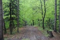 Virgin beech tree forest in spring in eastern Poland, Europe