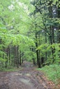 Virgin beech tree forest in spring in eastern Poland, Europe