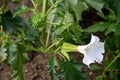 Virgin cucumber wild kind of white flowering eggplant thorns Common symptoms are dizziness, fast heart rate, palpitations, stagger