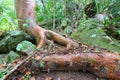 Virgin Islands National Park Forest