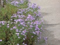 Virgin light violet asters Royalty Free Stock Photo