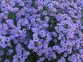 Virgin light violet asters Royalty Free Stock Photo