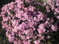 Virgin light violet asters Royalty Free Stock Photo