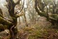 Virgin mountain rainforest of Marlborough, NZ Royalty Free Stock Photo