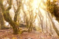 Virgin mountain rainforest of Marlborough, NZ