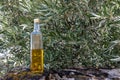 Virgin olive oil bottle with olive grove bottom