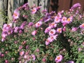 Virgin pink asters Royalty Free Stock Photo