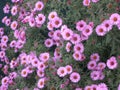 Virgin pink asters Royalty Free Stock Photo