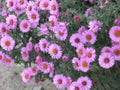 Virgin pink asters Royalty Free Stock Photo