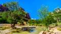 The Virgin River in Zion National Park, UT, USA Royalty Free Stock Photo