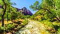 The Virgin River in Zion Canyon of Zion National Park in Utah, United States. Royalty Free Stock Photo