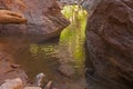 Virgin River Zion National Park 2592 Royalty Free Stock Photo