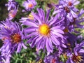 Virgin violet asters Royalty Free Stock Photo