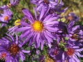 Virgin violet asters Royalty Free Stock Photo