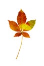 Virgina Creeper leaf on white background. Royalty Free Stock Photo