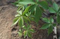 A Virgina creeper vine with new bright green leave.