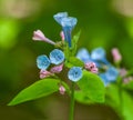 Virginia Bluebell (Mertensia virginica) Flowers Royalty Free Stock Photo