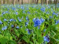 Virginia Bluebells