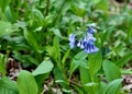 Virginia bluebells blooming on the riverbank Royalty Free Stock Photo