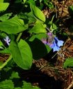 Virginia Bluebells, Mertensia virginica Royalty Free Stock Photo