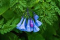 Virginia Bluebells Ã¢â¬â Mertensia virginica Royalty Free Stock Photo