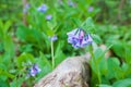 Virginia Bluebells Blooming near Log Royalty Free Stock Photo