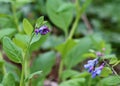 Virginia bluebells blooming on the riverbank Royalty Free Stock Photo