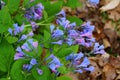 Virginia Bluebells flower at full bloom in the Spring Royalty Free Stock Photo
