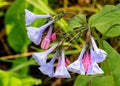 Virginia Bluebells Flowers Royalty Free Stock Photo