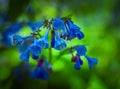 Virginia bluebells gorgeous flowers start out as lovely, pastel pink buds and open up into vivid, true blue blooms.