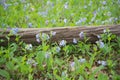 Virginia Bluebells and log