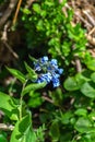 Virginia Bluebells, Mertensia virginica Royalty Free Stock Photo