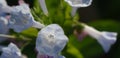 Virginia Bluebells in bloom