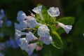 Virginia Bluebells in Spring