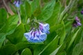 Virginia bluebells in spring garden Royalty Free Stock Photo