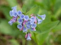 Virginia Bluebells Royalty Free Stock Photo