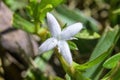 Virginia buttonweed Diodia virginiana - Davie, Florida, USA