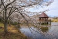 Virginia Cherry Blossoms Meadowlark Regional Park Spring
