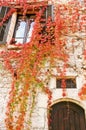 Virginia creeper Royalty Free Stock Photo