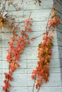 Virginia Creeper