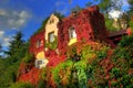 Virginia creeper Royalty Free Stock Photo