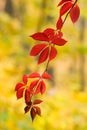 Virginia creeper Royalty Free Stock Photo