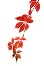 Virginia creeper