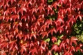 Virginia Creeper Royalty Free Stock Photo