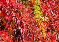 Virginia Creeper in autumn Royalty Free Stock Photo