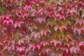 Virginia Creeper in autumn Royalty Free Stock Photo