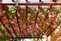 Virginia creeper autumn leaves and berries on pergola